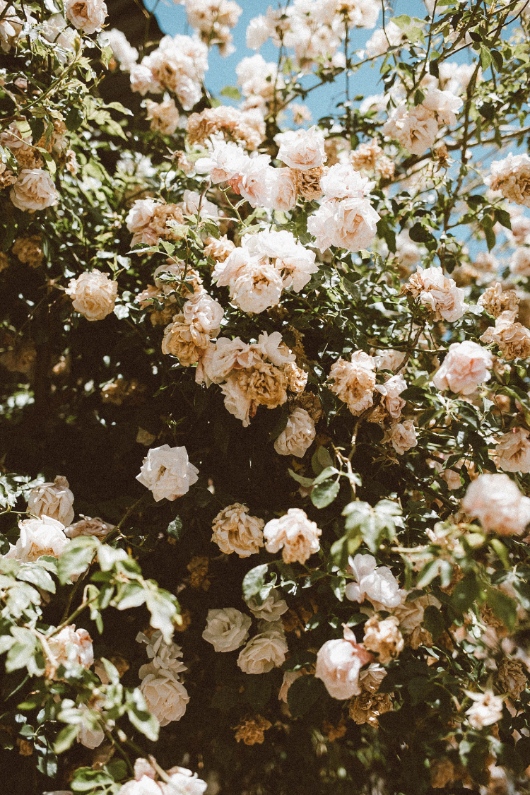 Blooms of Mendoza