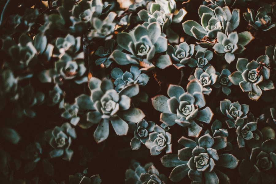 Succulents III